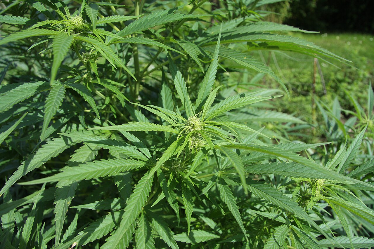Marijuana: Cannabis sativa plant