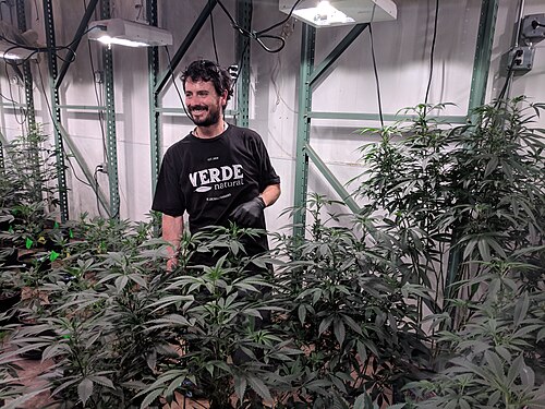 Marijuana: Cannabis grower in a commercial grow facility in Denver, Colorado. Taken on tour with My 420 Tours.