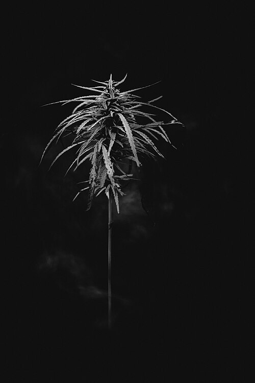 Marijuana: AKA Hemp, hamppu (fin). This weed is an escapee from agriculture, and is growing in an uncultivated field amongst other wild plants. Taken witn Chinon 135mm F2.