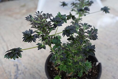 Marijuana: Flowering clone of Australian Bastard Cannabis (ABC), a rare Cannabis sativa cultigen with deeply lobed leaves and compact growth, photographed in winter.