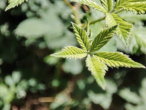 Marijuana: Ташкентский ботанический сад: Ташкент