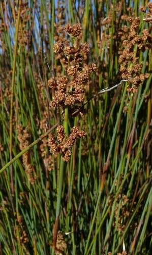 Cannomois primosii (Cannomois primosii)