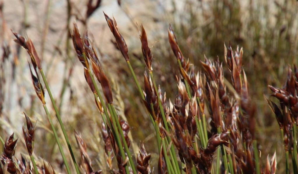 Cannomois primosii (Cannomois primosii)