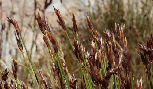 Cannomois primosii (Cannomois primosii)