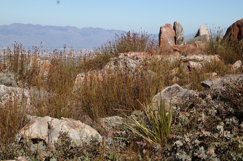 Cannomois primosii (Cannomois primosii)