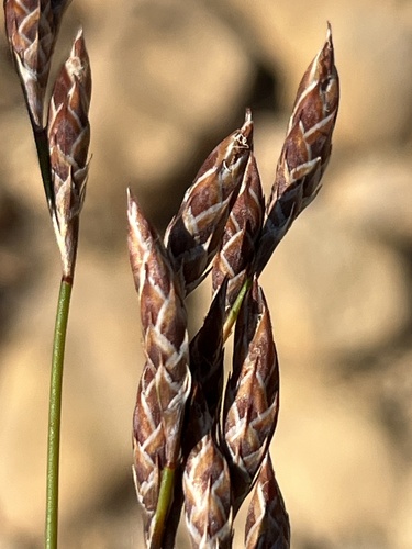 Cannomois primosii (Cannomois primosii)