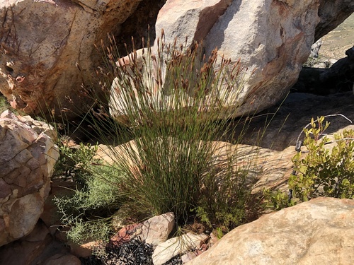 Cannomois primosii (Cannomois primosii)