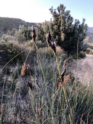 Cannomois primosii (Cannomois primosii)