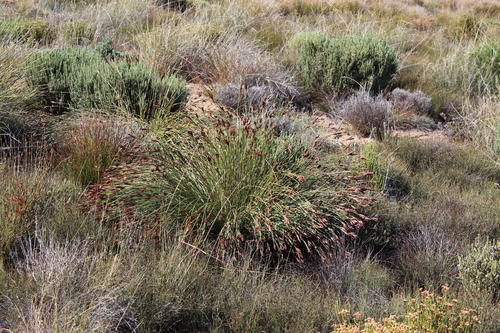 Cannomois primosii (Cannomois primosii)