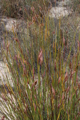 Cannomois primosii (Cannomois primosii)