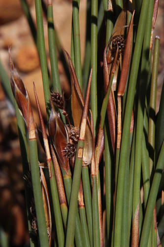 Cannomois primosii (Cannomois primosii)