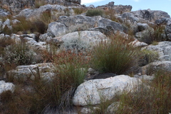 Cannomois primosii (Cannomois primosii)