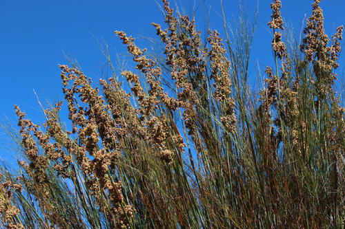 Cannomois robusta (Cannomois robusta)