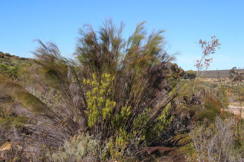 Cannomois robusta (Cannomois robusta)