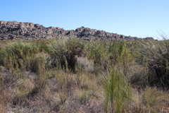 Cannomois robusta (Cannomois robusta)
