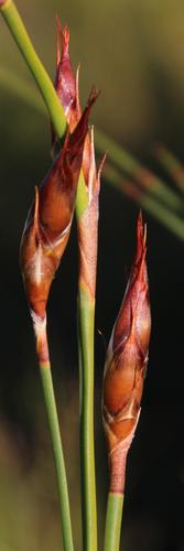 Cannomois robusta (Cannomois robusta)