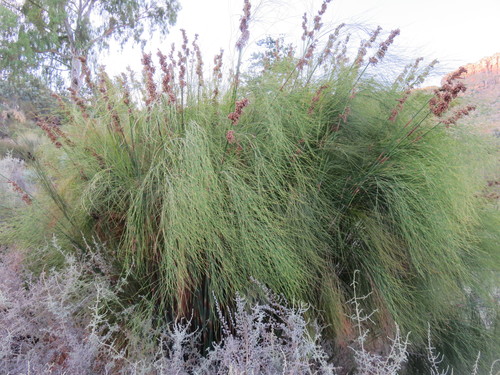 Cannomois robusta (Cannomois robusta)