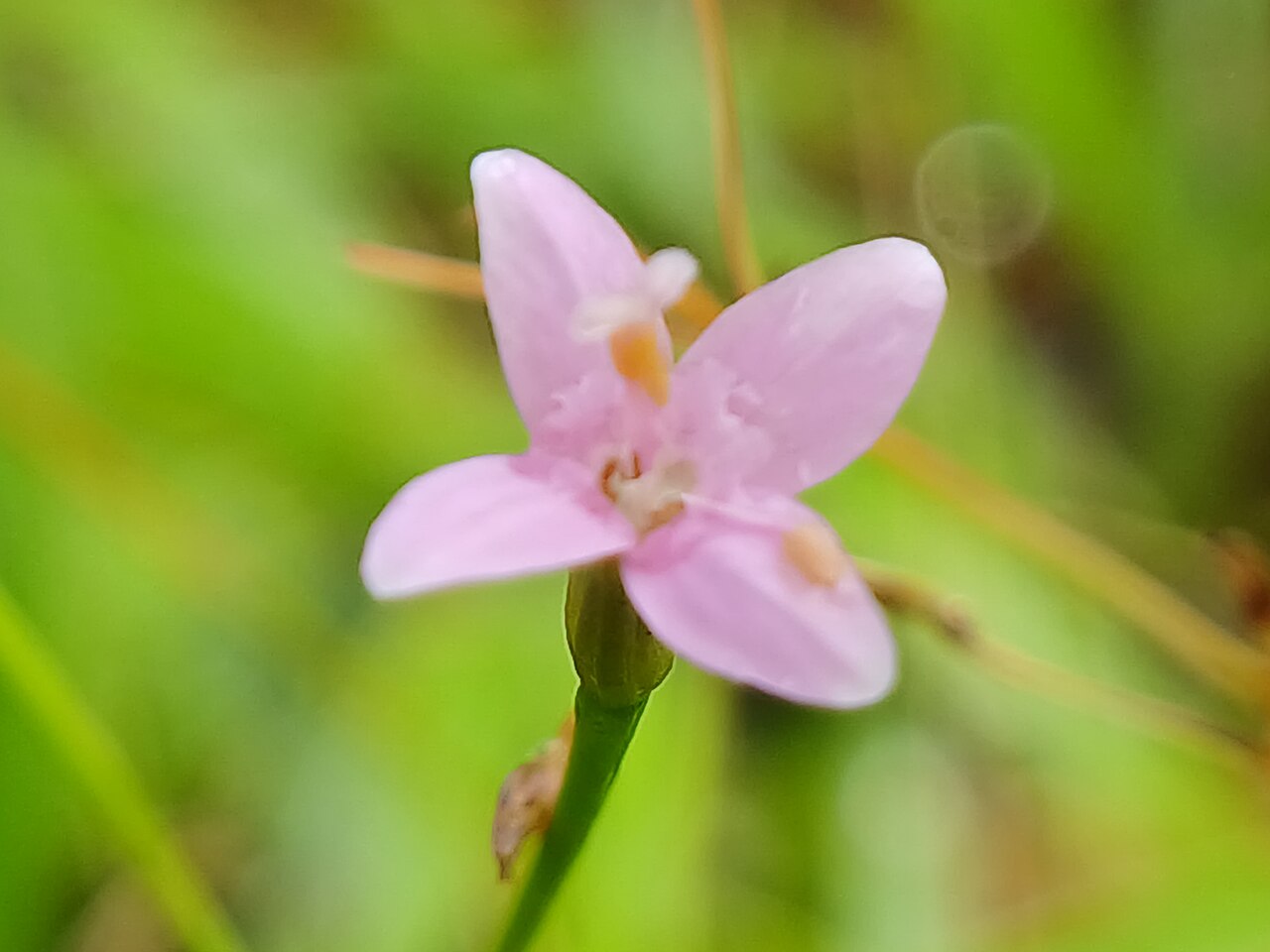 Canscora stricta: Canscora stricta at karakund