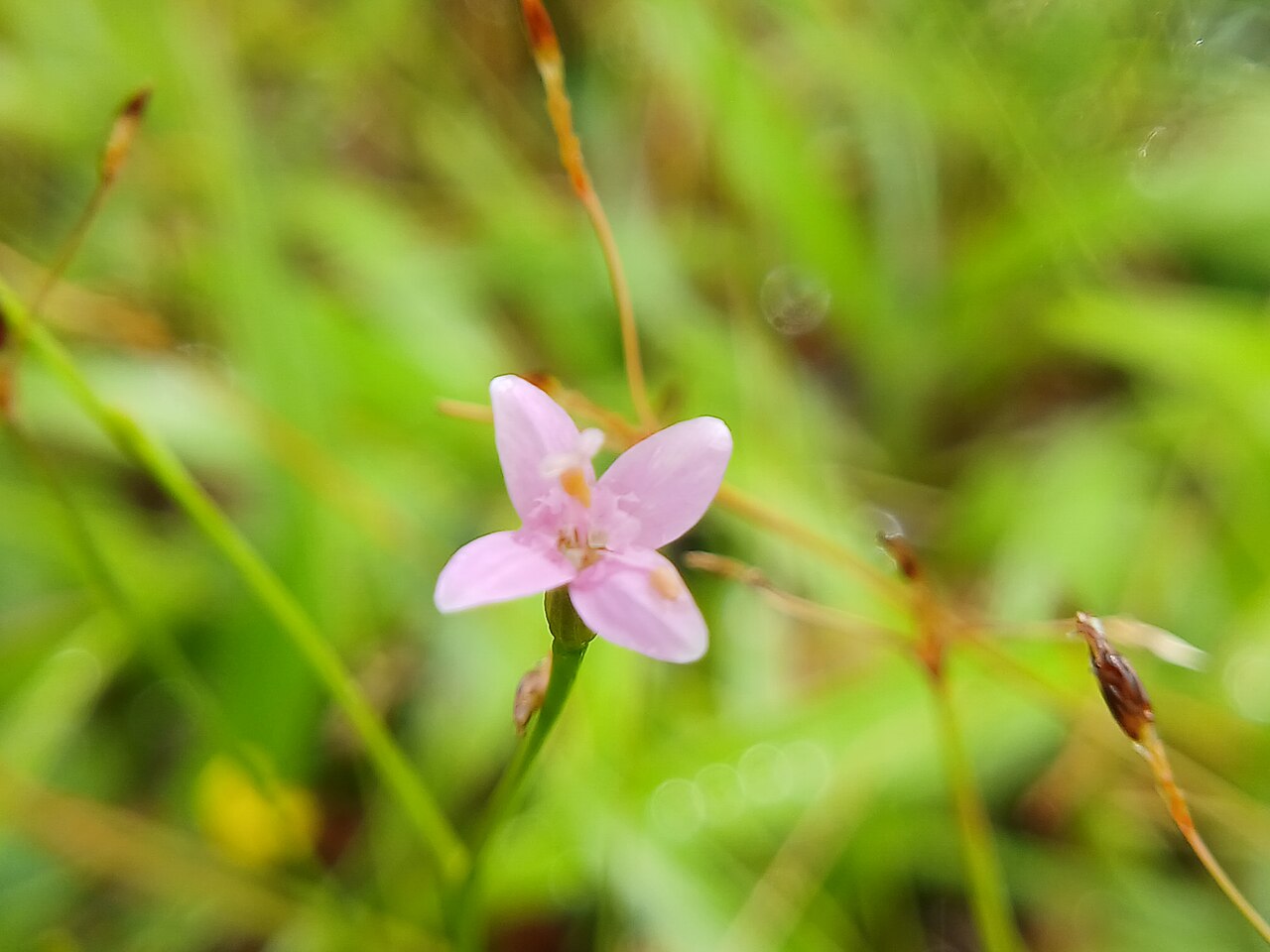 Canscora stricta: Canscora stricta at karakund