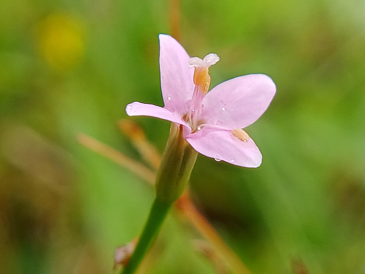 Canscora stricta: Canscora stricta at karakund