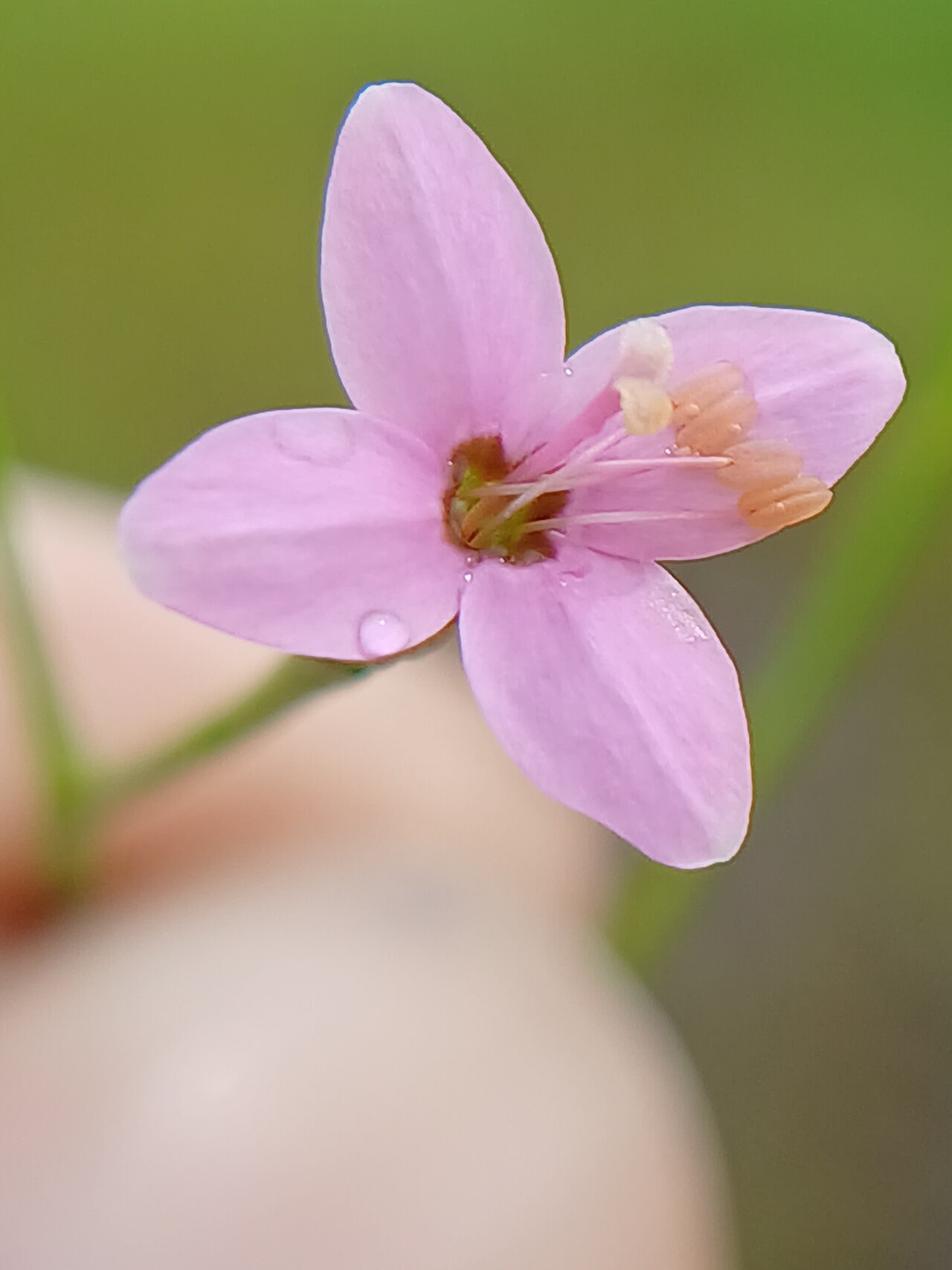 Canscora stricta: Canscora stricta at karakund