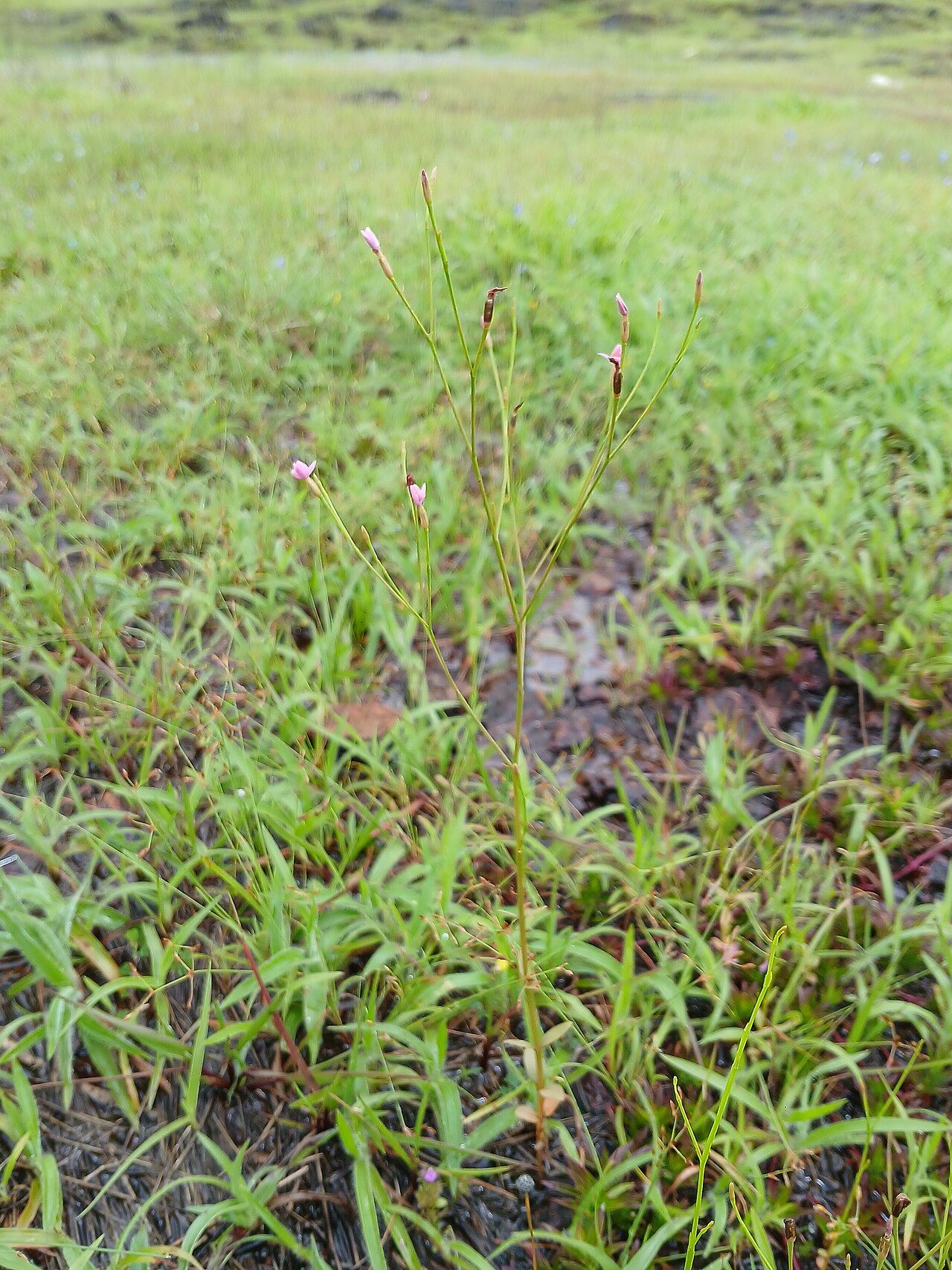 Canscora stricta: Canscora stricta at karakund