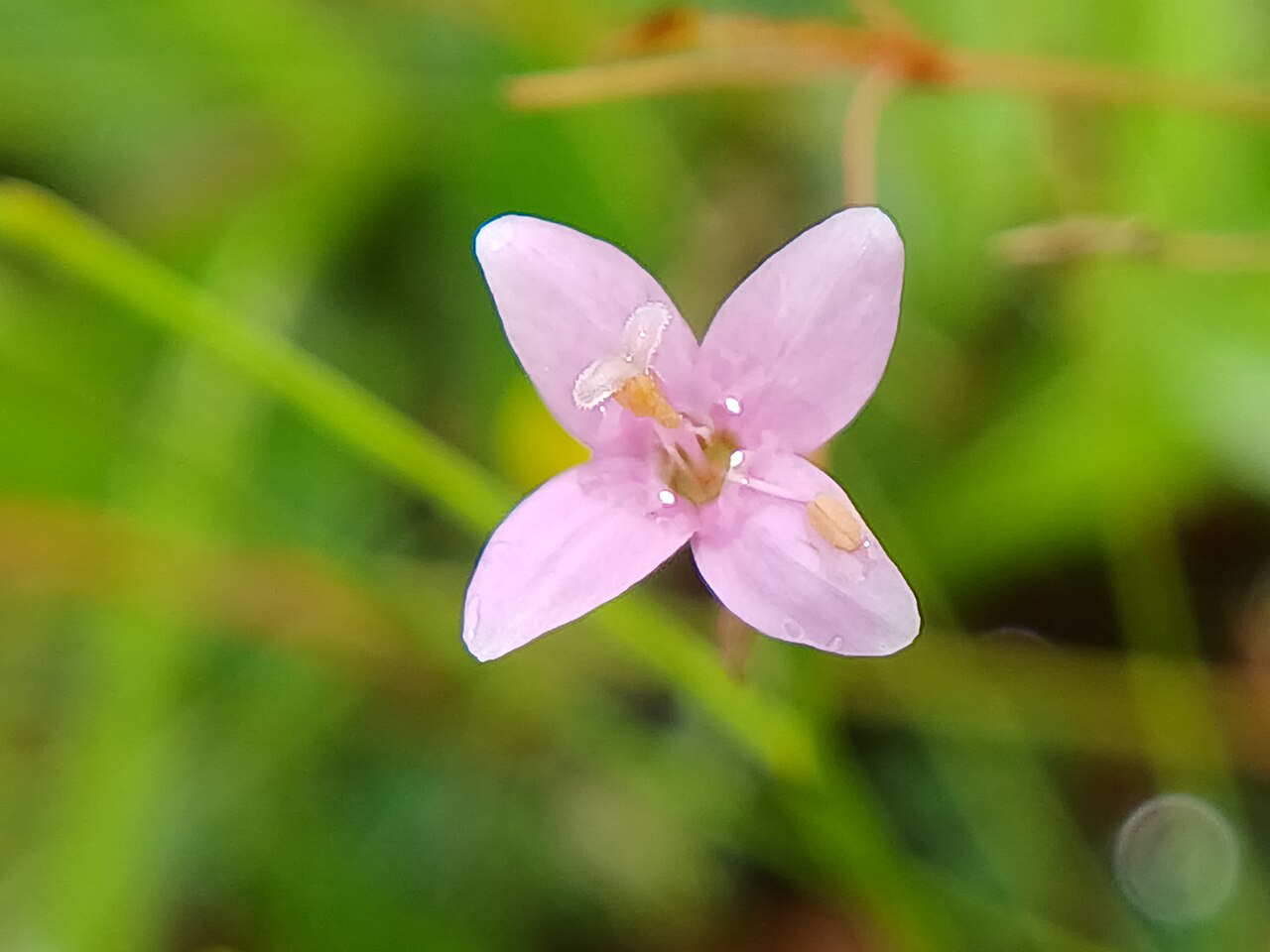 Canscora stricta: Canscora stricta at karakund