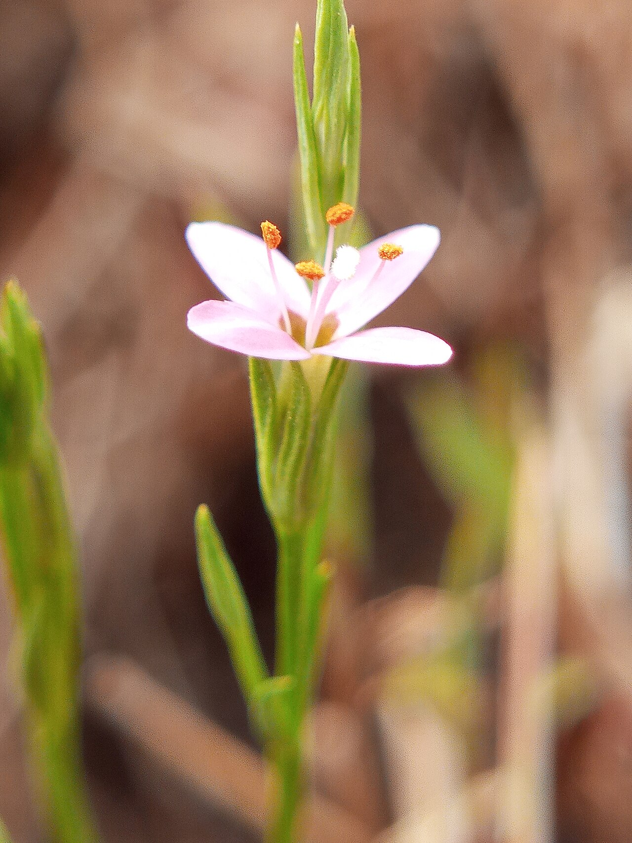 Canscora stricta: Canscora stricta, kalliad