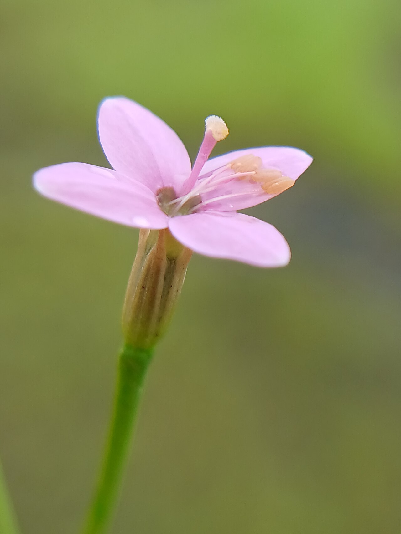 Canscora stricta: Canscora stricta at karakund