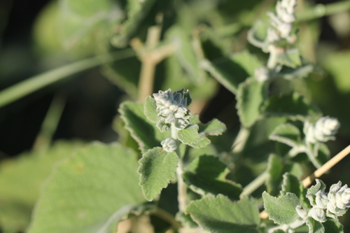 Cantinoa althaeifolia (Cantinoa althaeifolia)