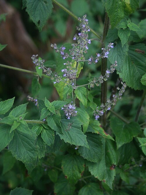 Tropical bushmint: Cantinoa mutabilis (= Hyptis mutabilis ), Lippenblütler (Lamiaceae) – Kolumbien/Colombia: Dpto. Huila, Parque Arqueológico Nacional San Agustín e Isnos, Alto de
