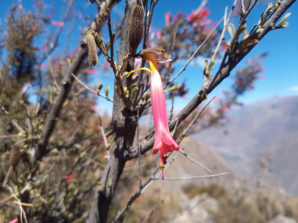 Cantua candelilla (Cantua candelilla)