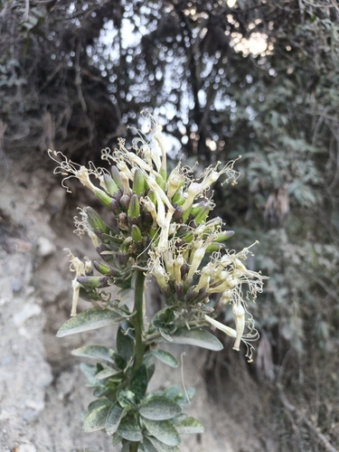 Cantua flexuosa (Cantua flexuosa)