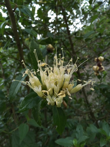 Cantua flexuosa (Cantua flexuosa)
