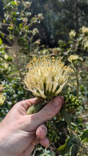 Cantua flexuosa (Cantua flexuosa)