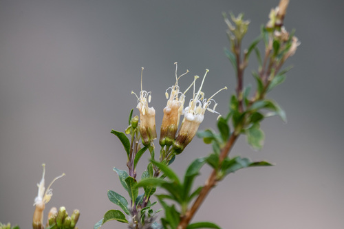 Cantua flexuosa (Cantua flexuosa)
