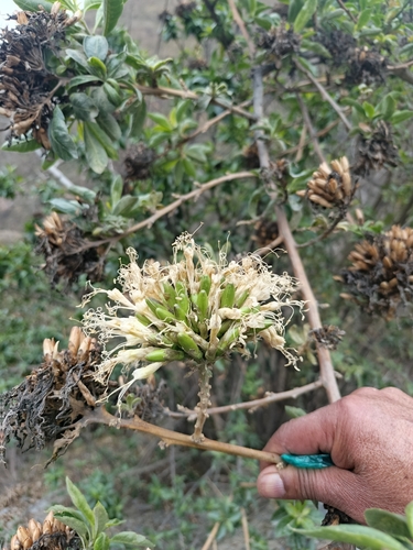 Cantua flexuosa (Cantua flexuosa)