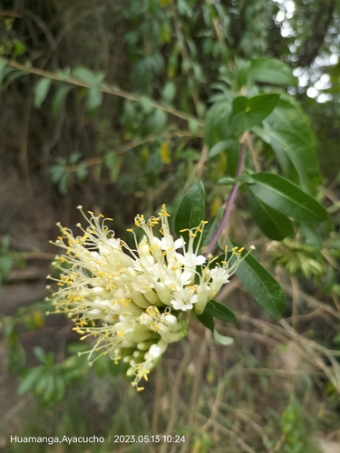 Cantua flexuosa (Cantua flexuosa)