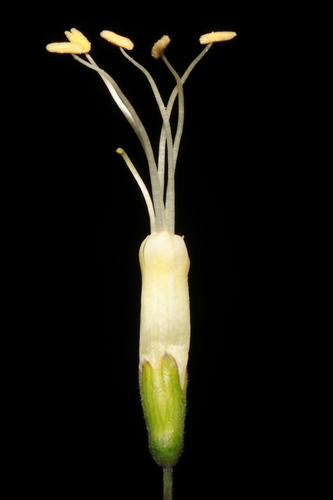 Cantua flexuosa (Cantua flexuosa)