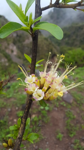Cantua flexuosa (Cantua flexuosa)