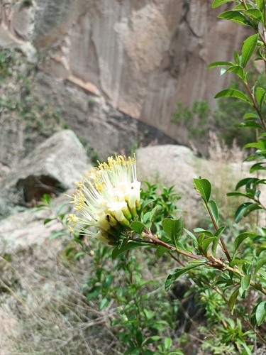 Cantua flexuosa (Cantua flexuosa)