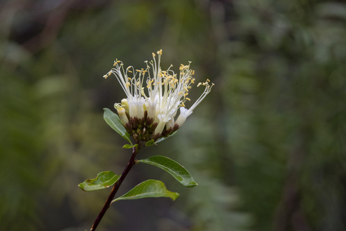Cantua flexuosa (Cantua flexuosa)