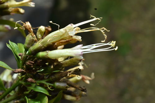 Cantua flexuosa (Cantua flexuosa)