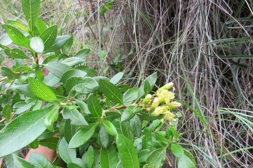 Cantua flexuosa (Cantua flexuosa)