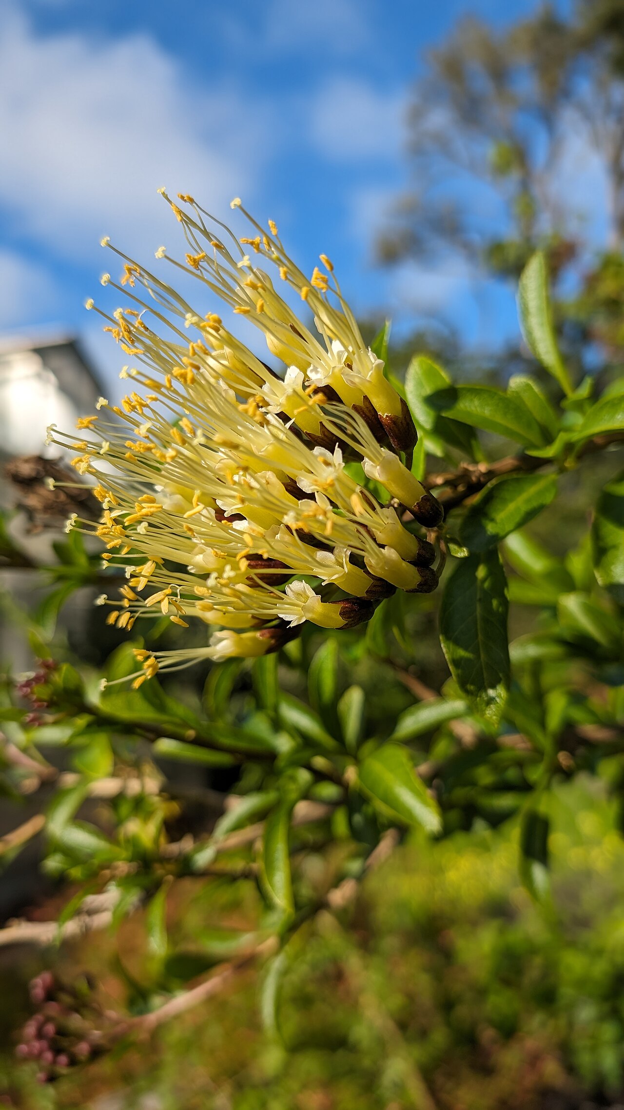 Cantua pyrifolia: Cantua pyrifolia