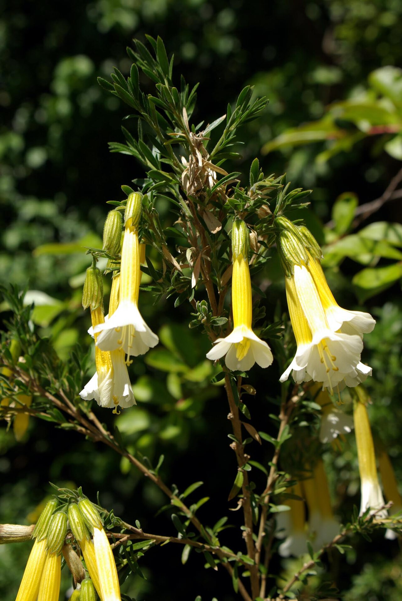 Cantua pyrifolia: Catua pyrifolia flowering in Royal Hobart Botanical Gardens