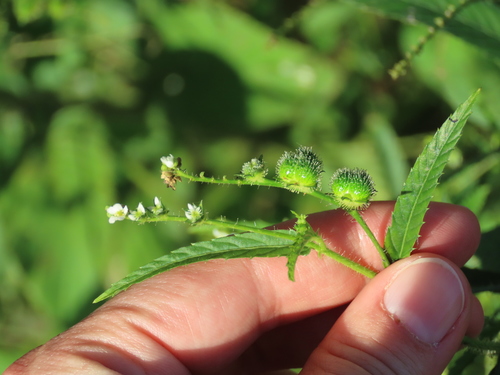 Sacatrapo (Caperonia palustris)