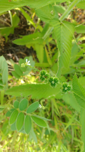 Sacatrapo (Caperonia palustris)