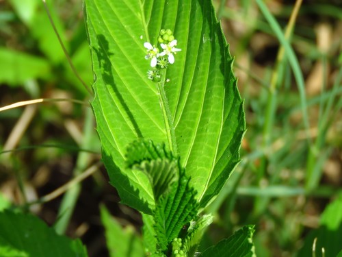 Sacatrapo (Caperonia palustris)