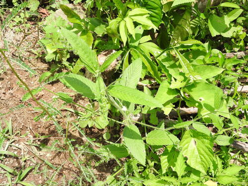 Sacatrapo (Caperonia palustris)